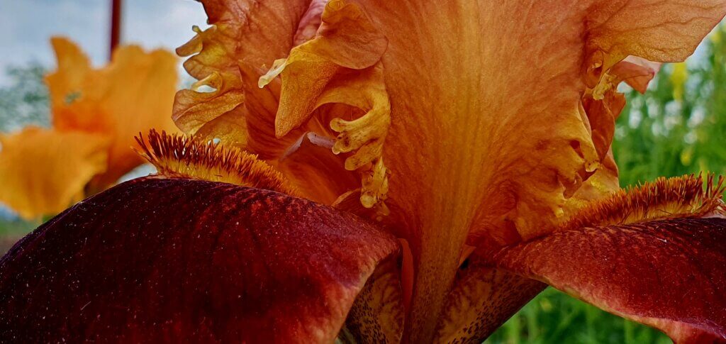 Iris orange